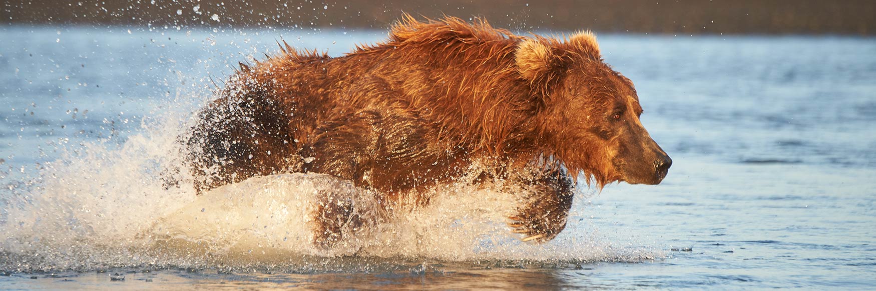 brown bear chasing salmon Katmai National Park, Alaska.