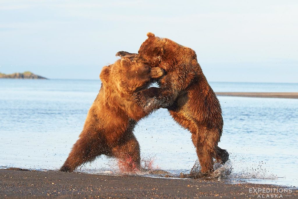 Brown bear males fighting Hallo bay, Katmai National Park.