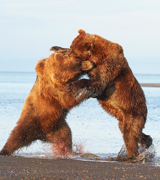 Brown bear males fighting Hallo bay, Katmai National Park.