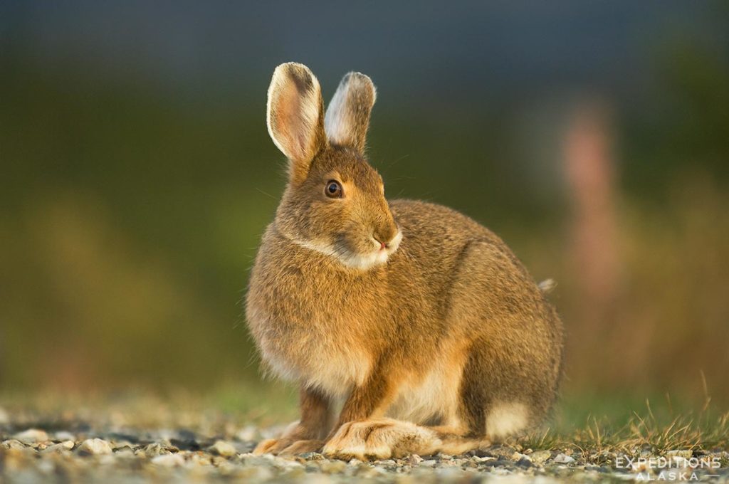 Snowshoe hare in Denali National Park, Alaska.