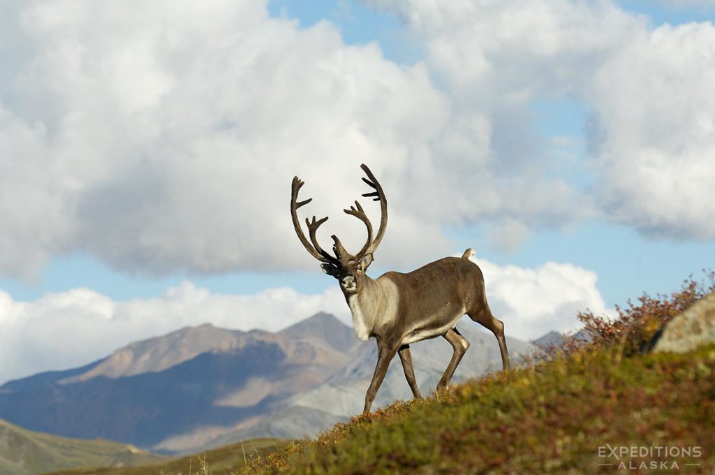 Bull caribou on a ridge in Denali National Park, Alaska.