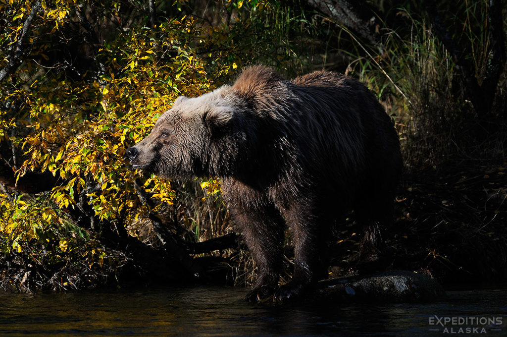 Wildlife photography tips from professional photographer and photo tour leader, Carl Donohue and Expeditions Alaska.