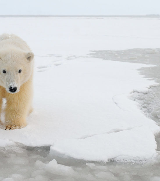 Curious young polar bear cub, Arctic National Wildlife Refuge, Alaska.