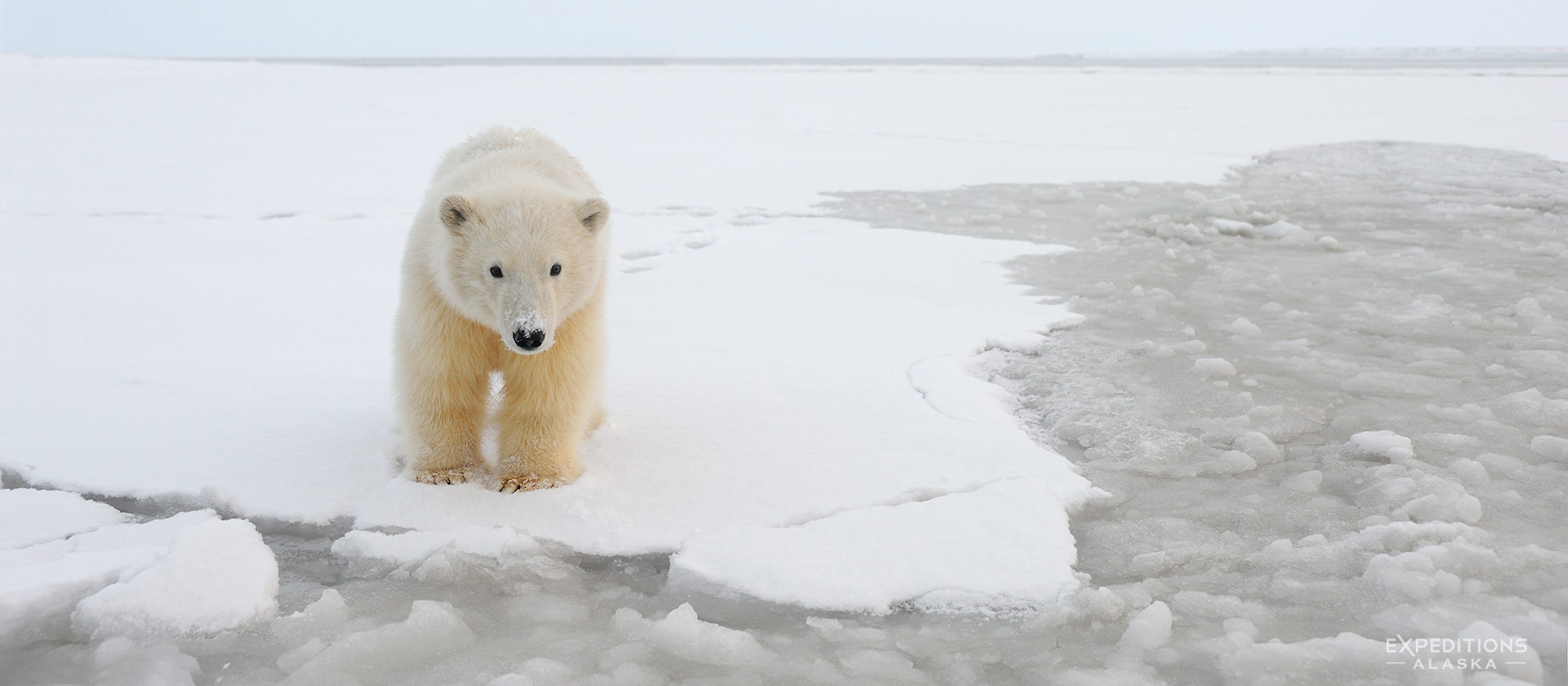 Curious young polar bear cub, Arctic National Wildlife Refuge, Alaska.