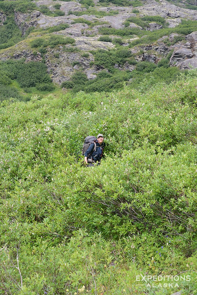 Backpacking through willow and alder, Wrangell-St. Elias National Park, Alaska.