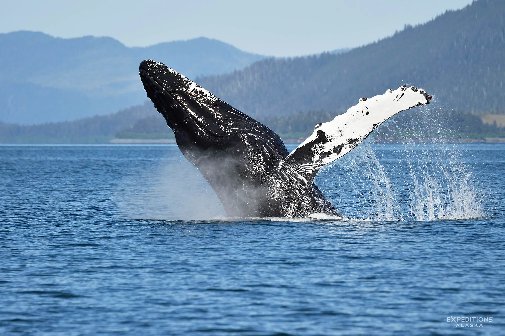 Humpback whale breaching, Prince William Sound, Alaska.