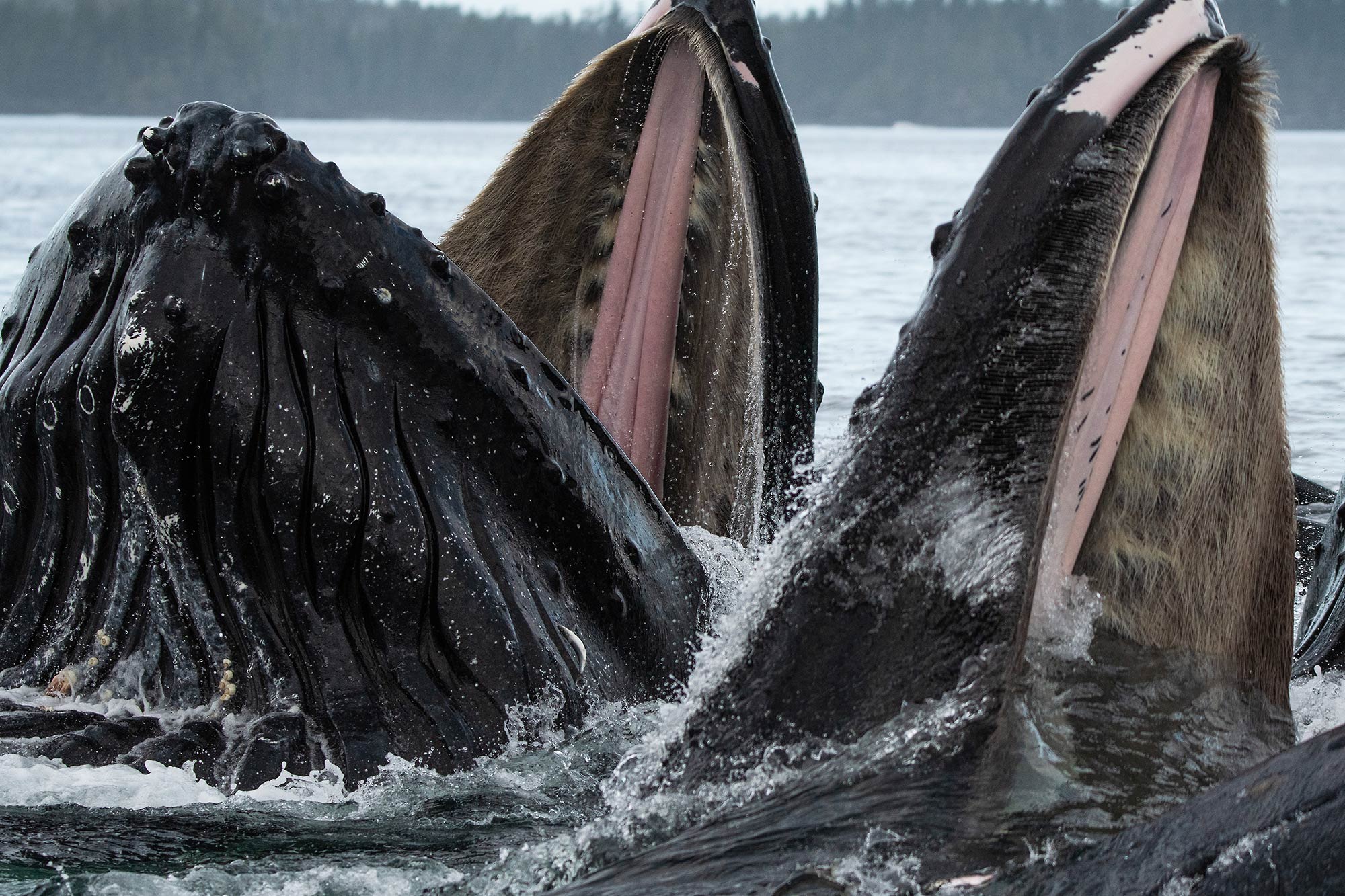 Bubble-feeding humpback whale, Alaska.