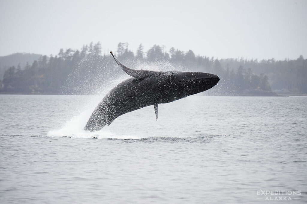 Breaching Humpback whale, Sitka Whales photo Tour