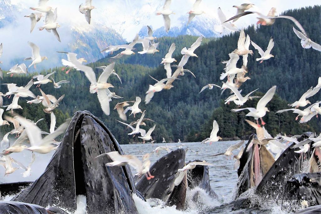 Humpback whale bubble-ned or lunge feeding frenzy, Alaska.