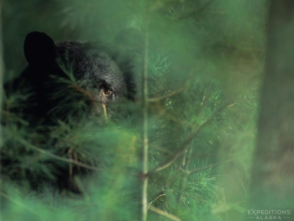 Black bear stares through the forest, Great Smoky Mountains National Park, Tennessee.
