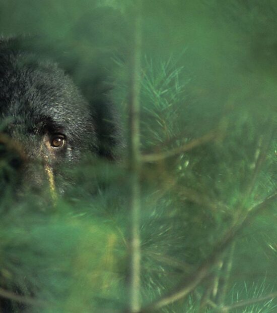 Black bear in the forest, Smokey Mountains National Park.