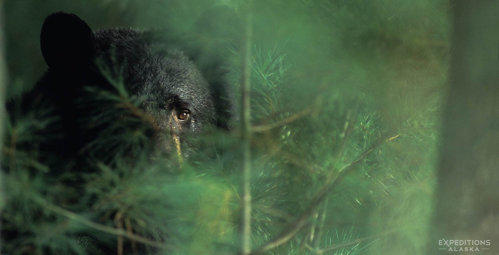 Black bear in the forest, Smokey Mountains National Park.