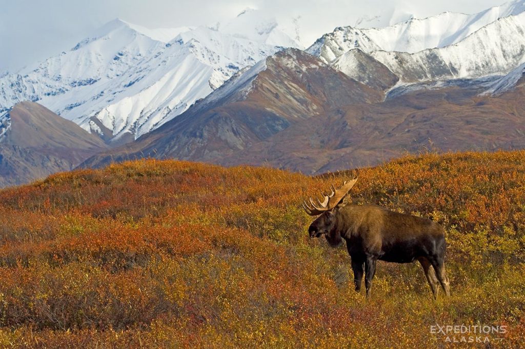 A bull moose in DenalI National Park, on tundra in rich fall colors.