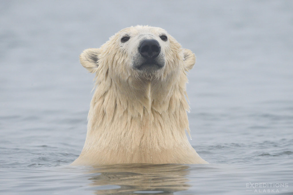 A polar bear in Beaufort Sea, ANWR, Alaska.
