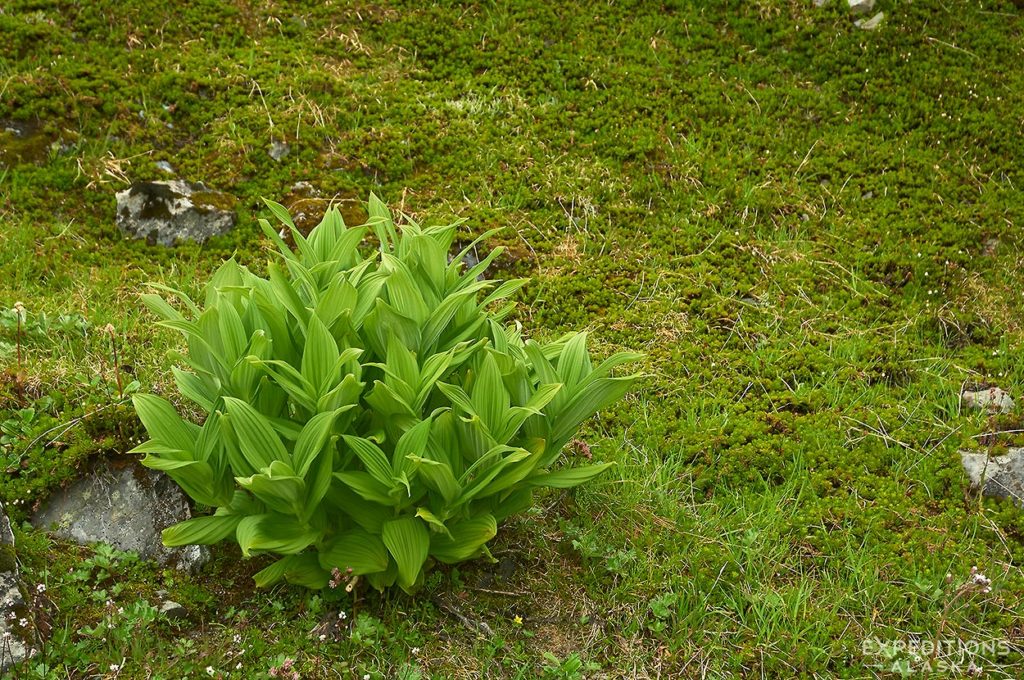 False hellebore, Denali National Park backpacking trip, Alaska.