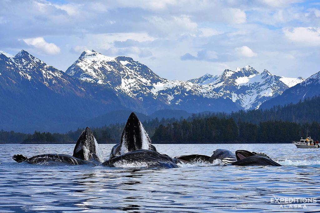 Bubble-net feeding Humpback whales