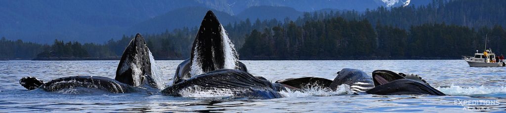 Humpback whales bubble feeding out of Sitka, Alaska.