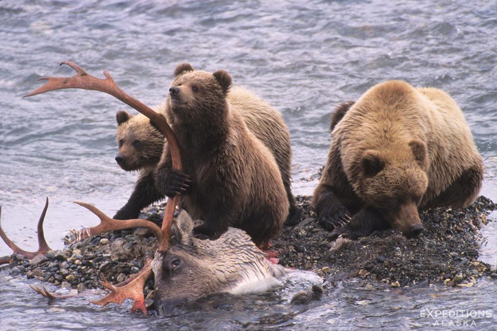 Grizzly bear sow and cubs feeding on wolf-killed acribou bull, Denali National Park, Alaska.