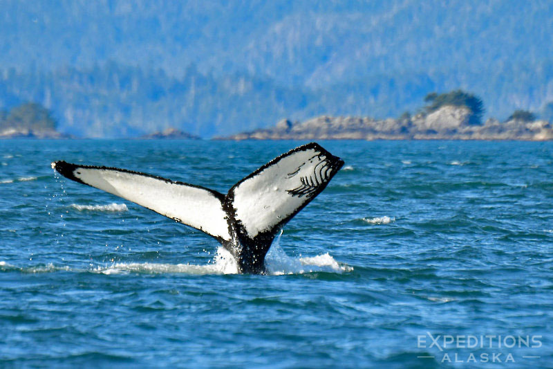 Bubble-net feeding Humpback whales