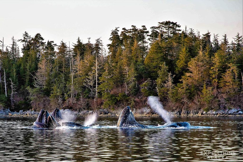 Humpback whales bubble-net feeding, Alaska.