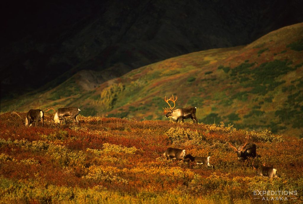 Caribou herd on tundra in Denali National Park, Alaska.