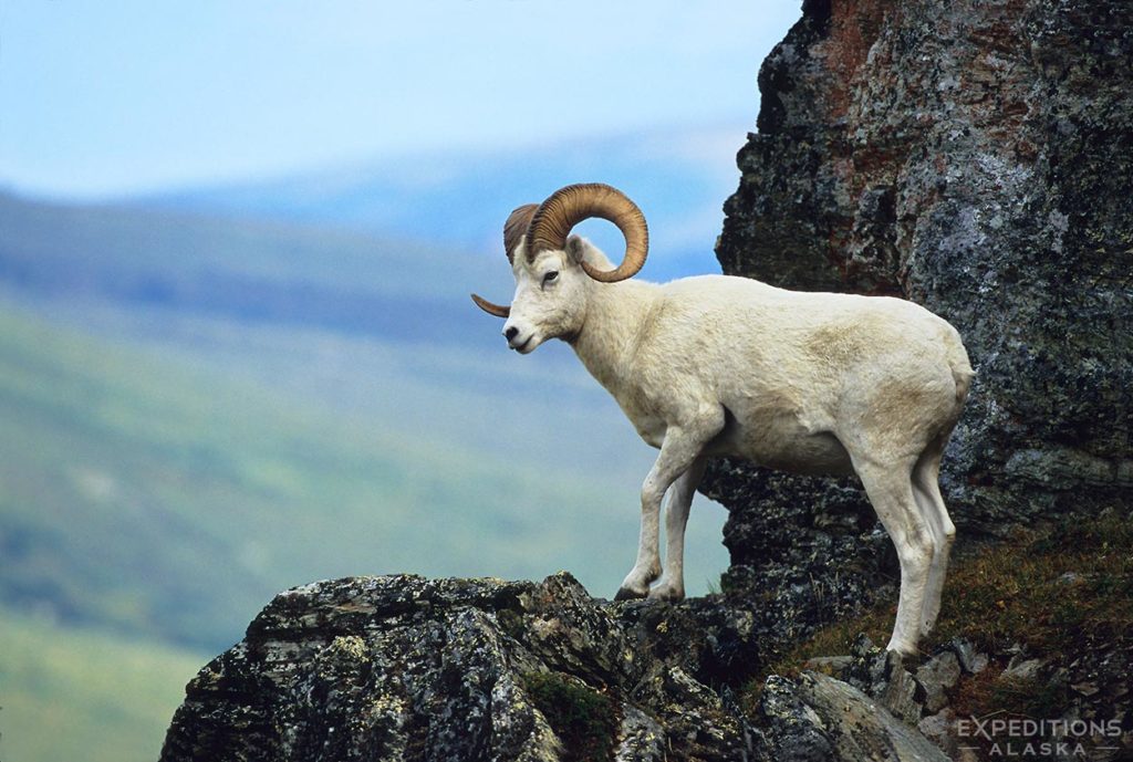 Dall Sheep ram on a ridge in Denali National Park, Alaska.