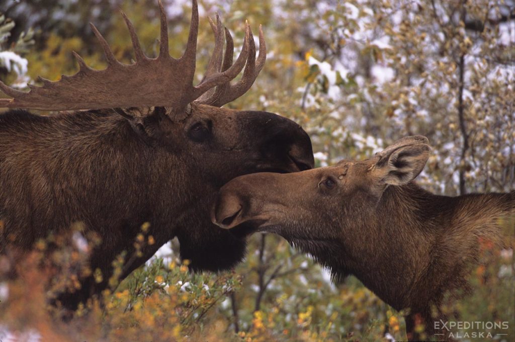 Bull and cow moose in Denali National Park, Alaska.