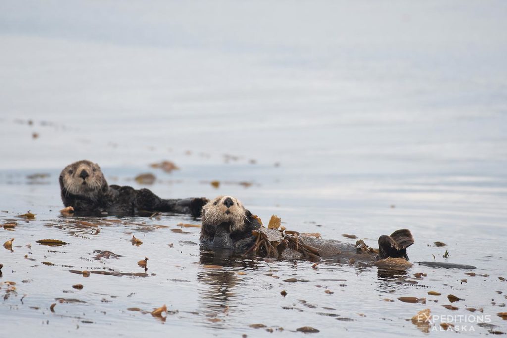 Sea Otters.