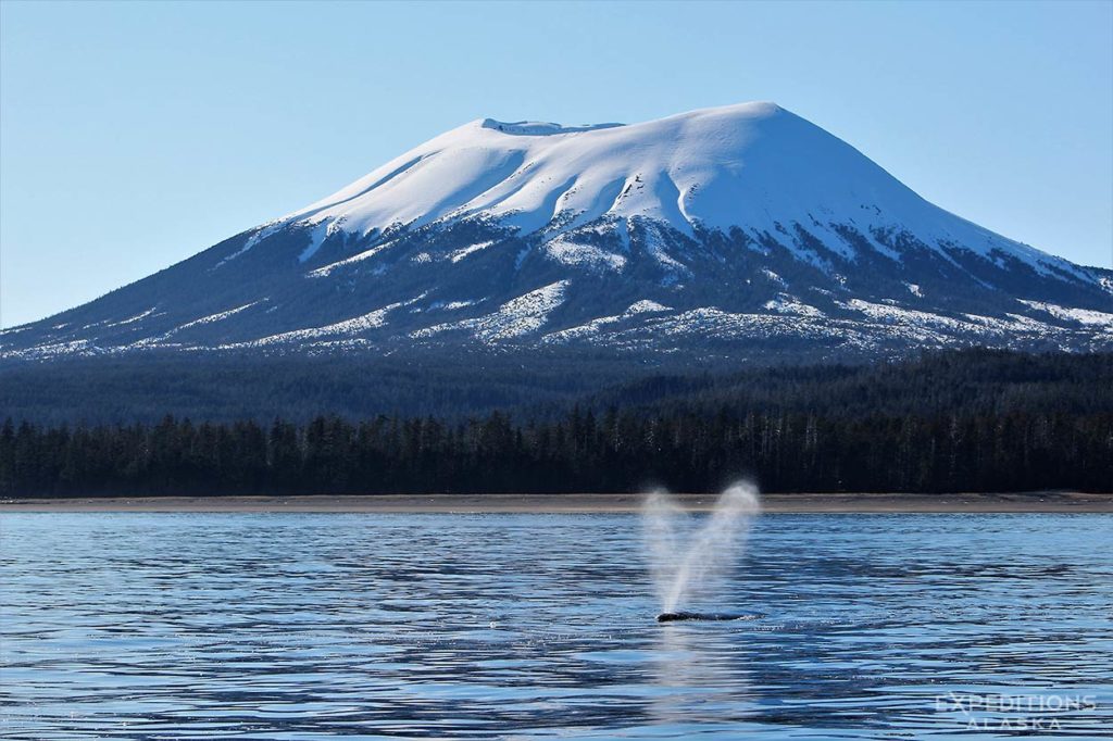 Humpback whale spouting.