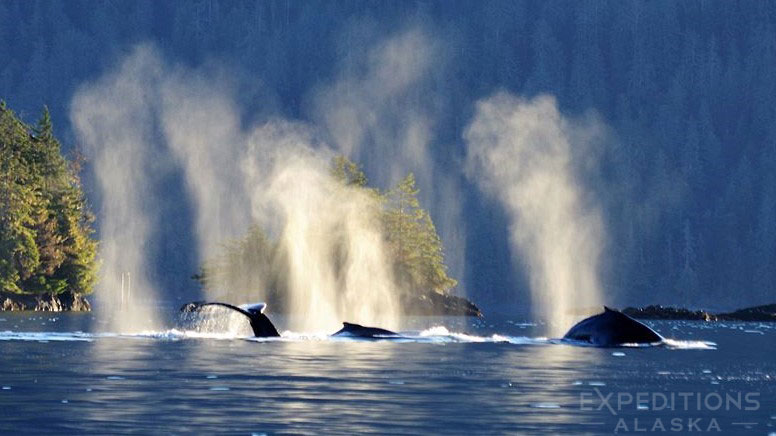 Humpback whales spouting and fog.