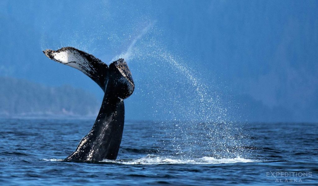 Humpback whale slapping the water with a tail.