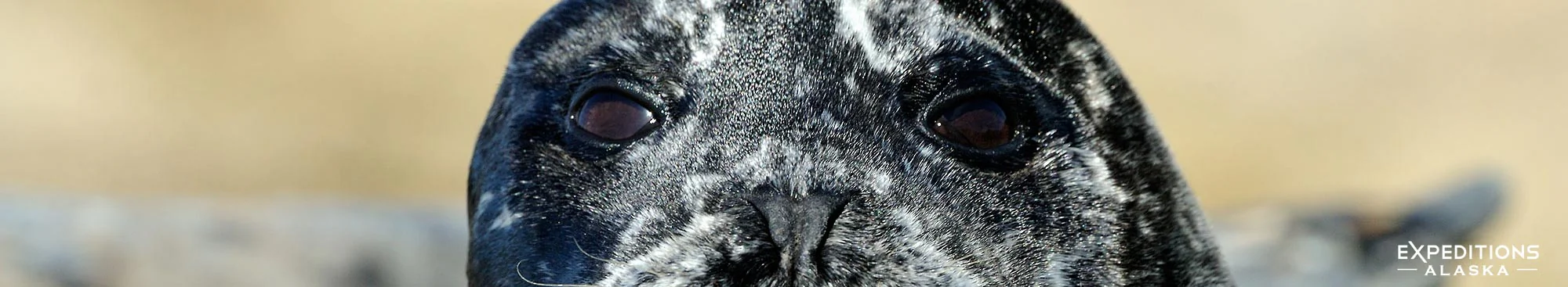 A young back Harbor Seal (Phoca vitulina) pup hauled out on a rock near Katmai National Park and Preserve, Alaska.