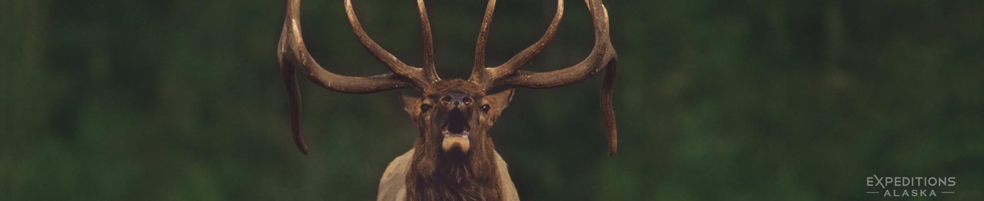 Bull elk bugling, Jasper National Park, Alberta, Canada.