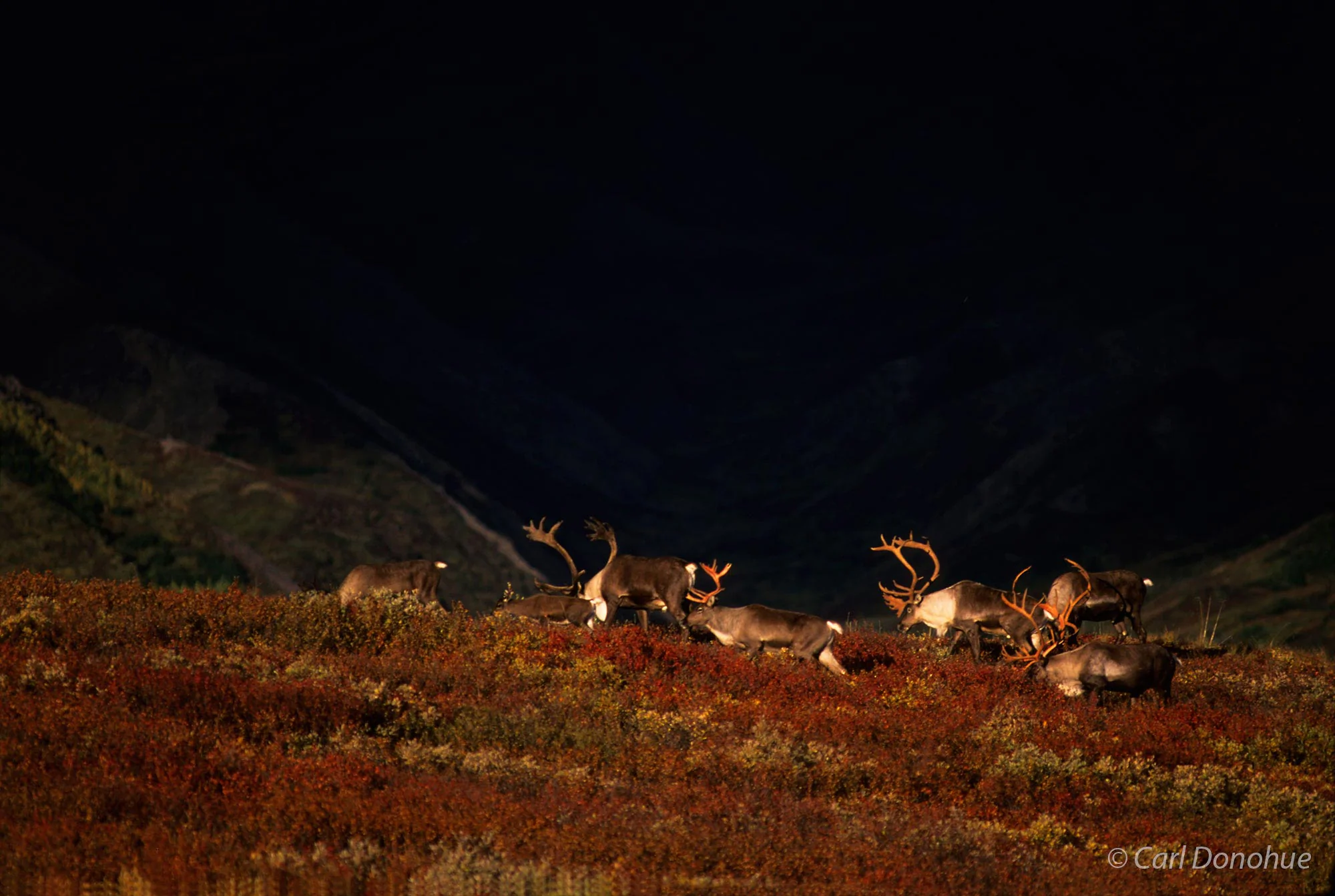 Caribou herd, Denali National Park, Alaska.