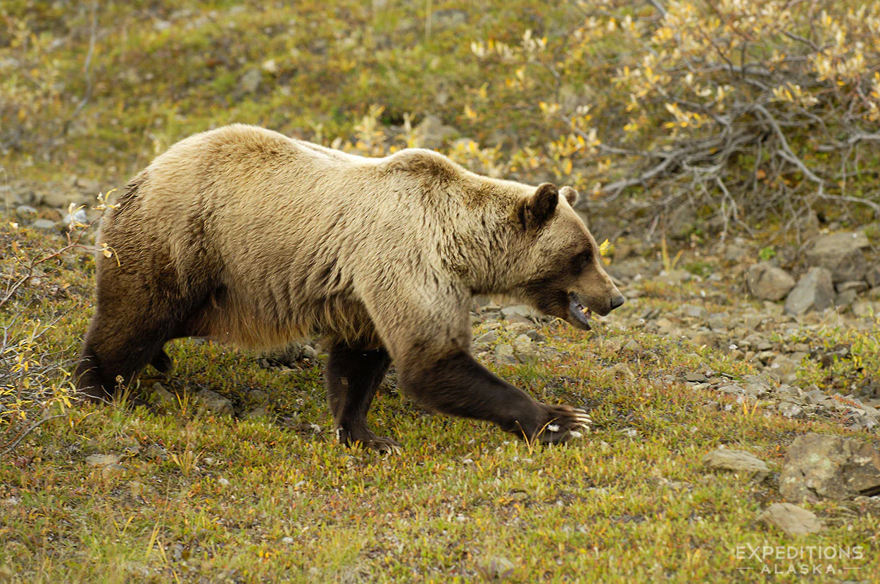 Grizzly bear in Denali National Park Alaska