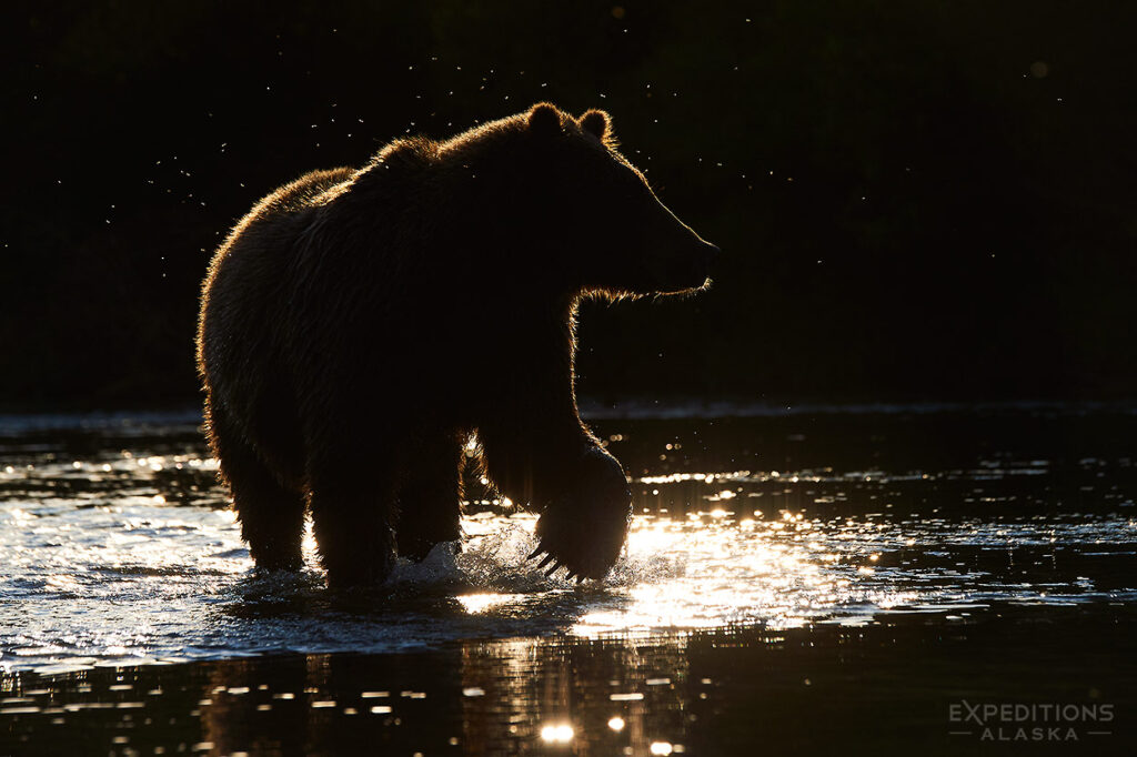 Backlit brown bear Katmai National Park, Alaska