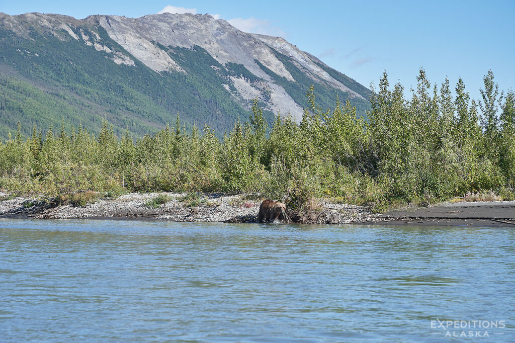 Grizzly bear on the shores of Koyukuk River, Gates of the Arctic National Park.