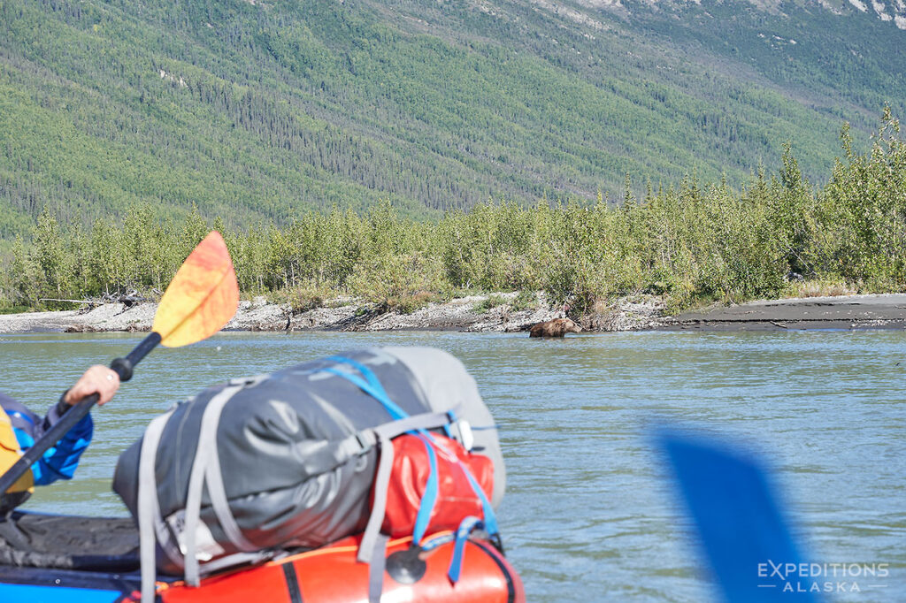 Packrafter floating by a grizzly bear on Koyukuk River, Gates of the Arctic National Park.
