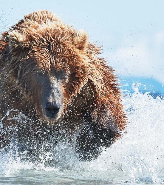 Female brown bear chasing salmon in the shallows of Hallo Bay, Katmai National Park and Preserve, Alaska.