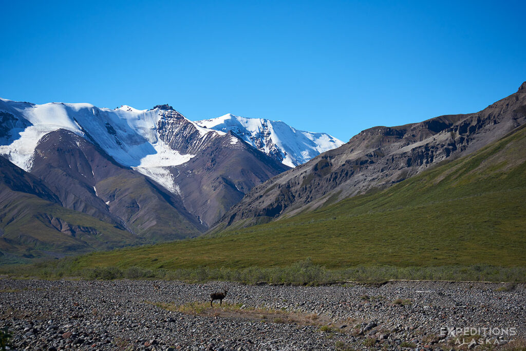 Caribou on our Wrangell Mountain Ramble.