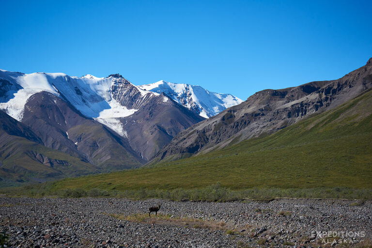 Caribou on our Wrangell Mountain Ramble.