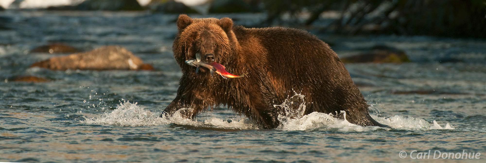 Brown bear with a fish in Brooks River, Katmai National Park.