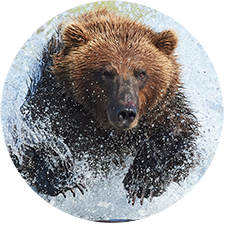 Alaska Brown Bear Photo Tour