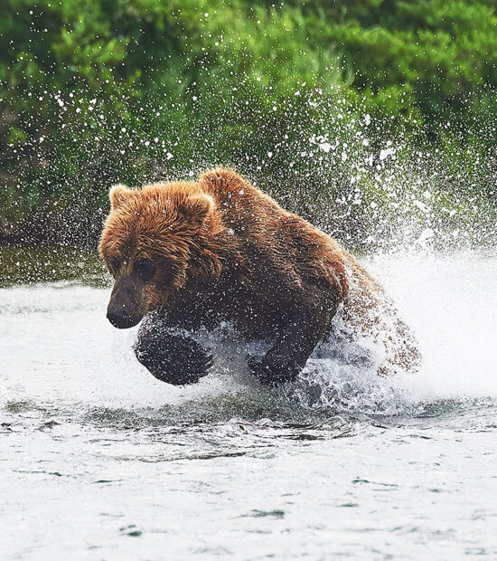 Brown bear chasing salmon Katmai National Park Alaska.