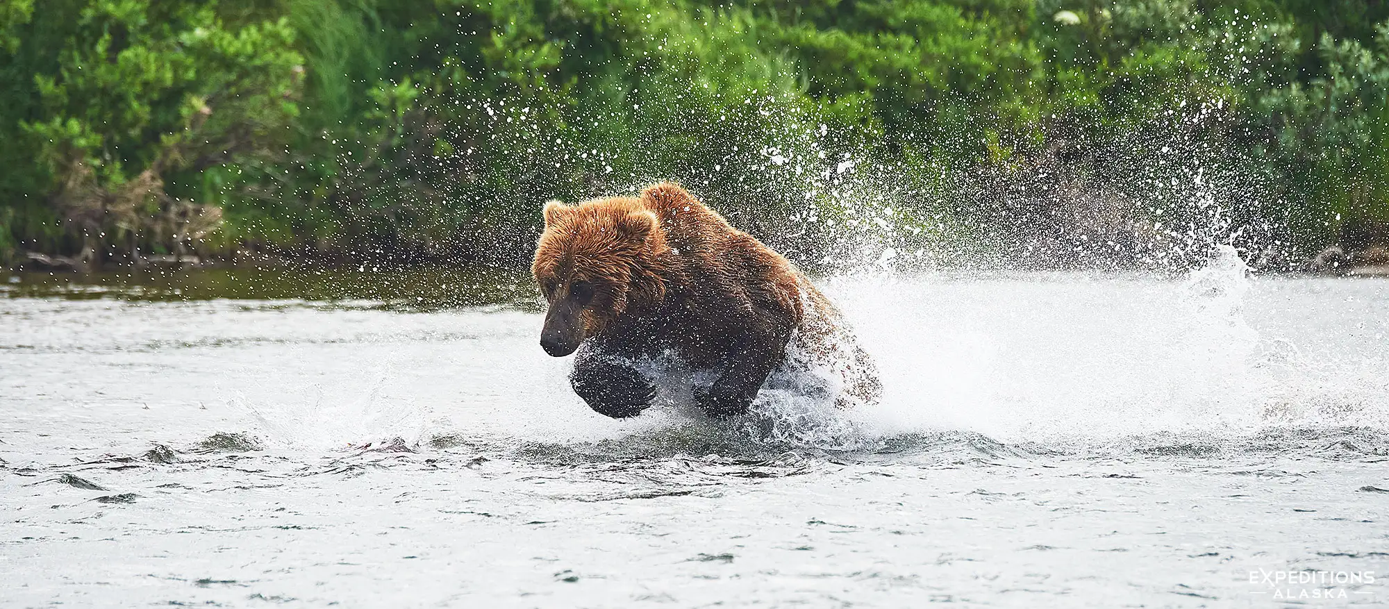 Brown bear chasing salmon Katmai National Park Alaska.