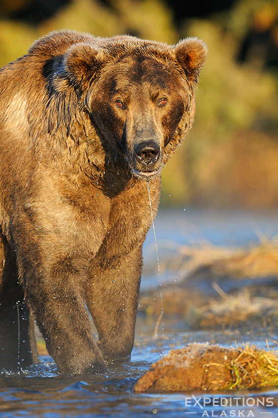 Otis, the Legend, brooks River, Katmai National Park.
