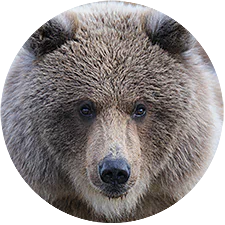 baby bear cub, Alaska.