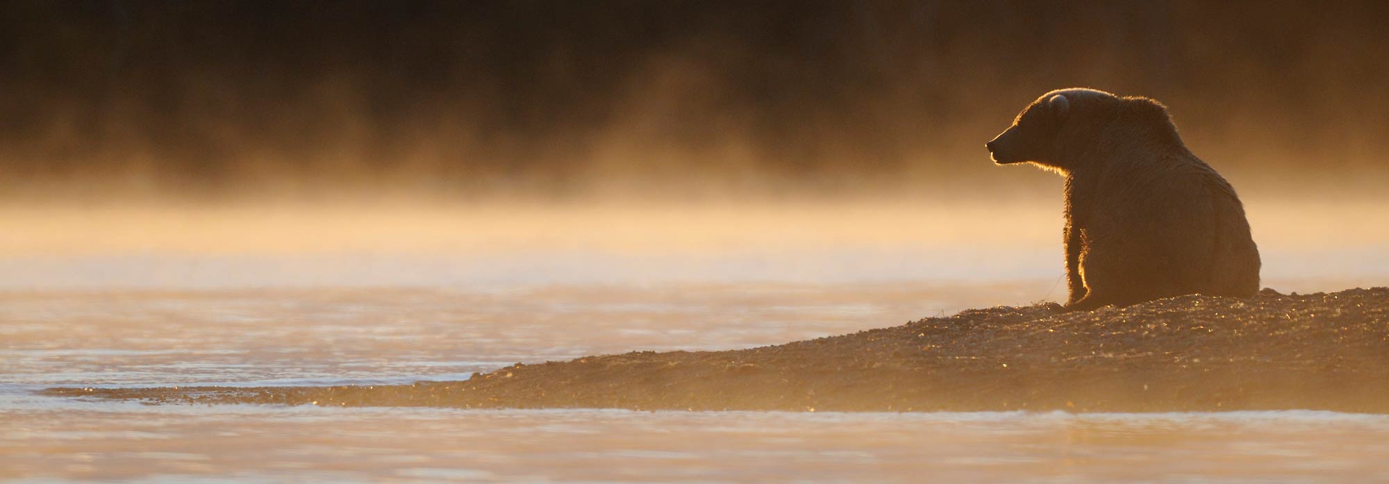In Alaska, early morning fall photo tours are best for bears.