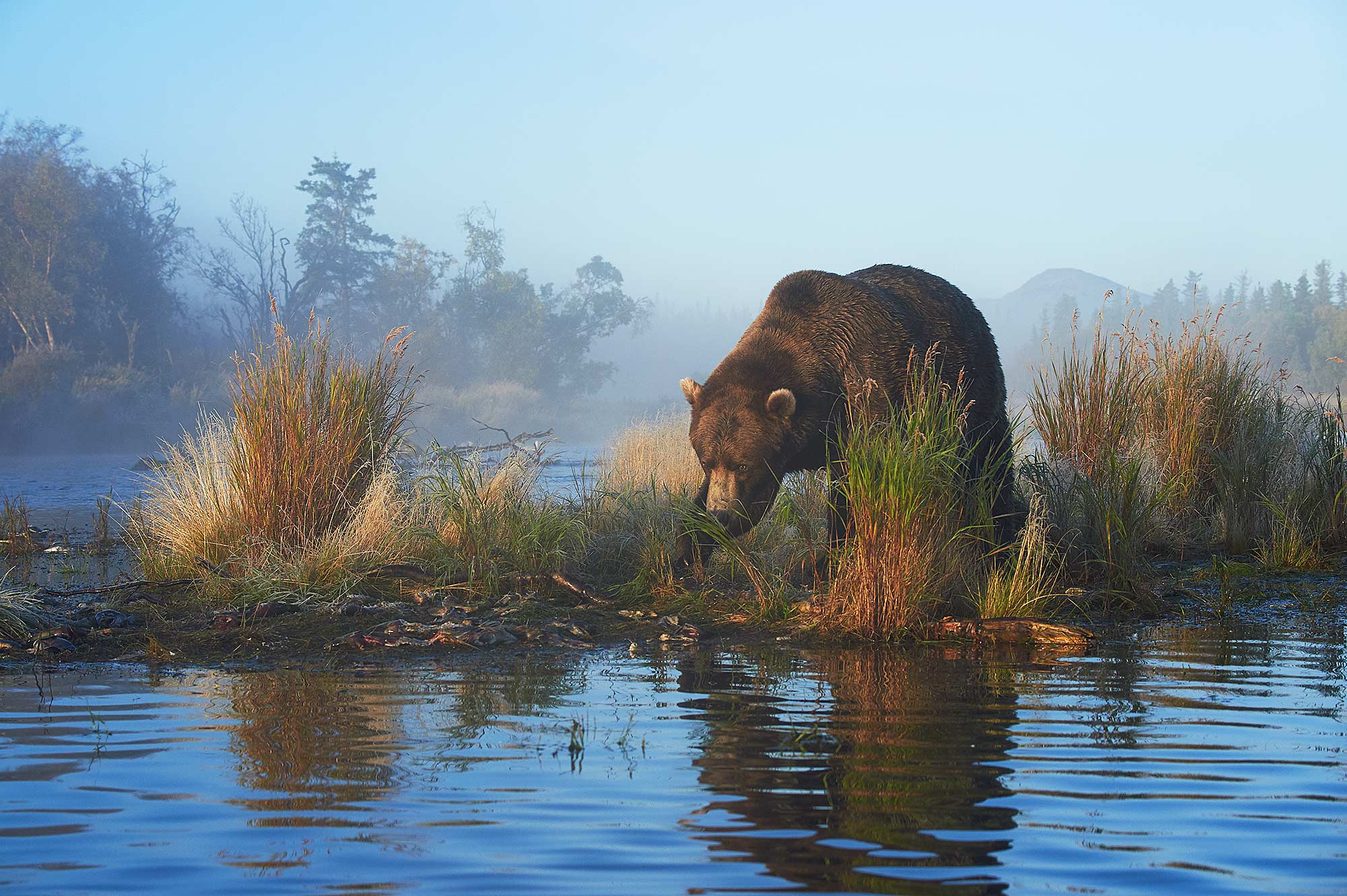 Brown bear in Katmai National Park, Alaska.