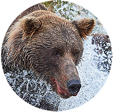 Brown bear chasing salmon.